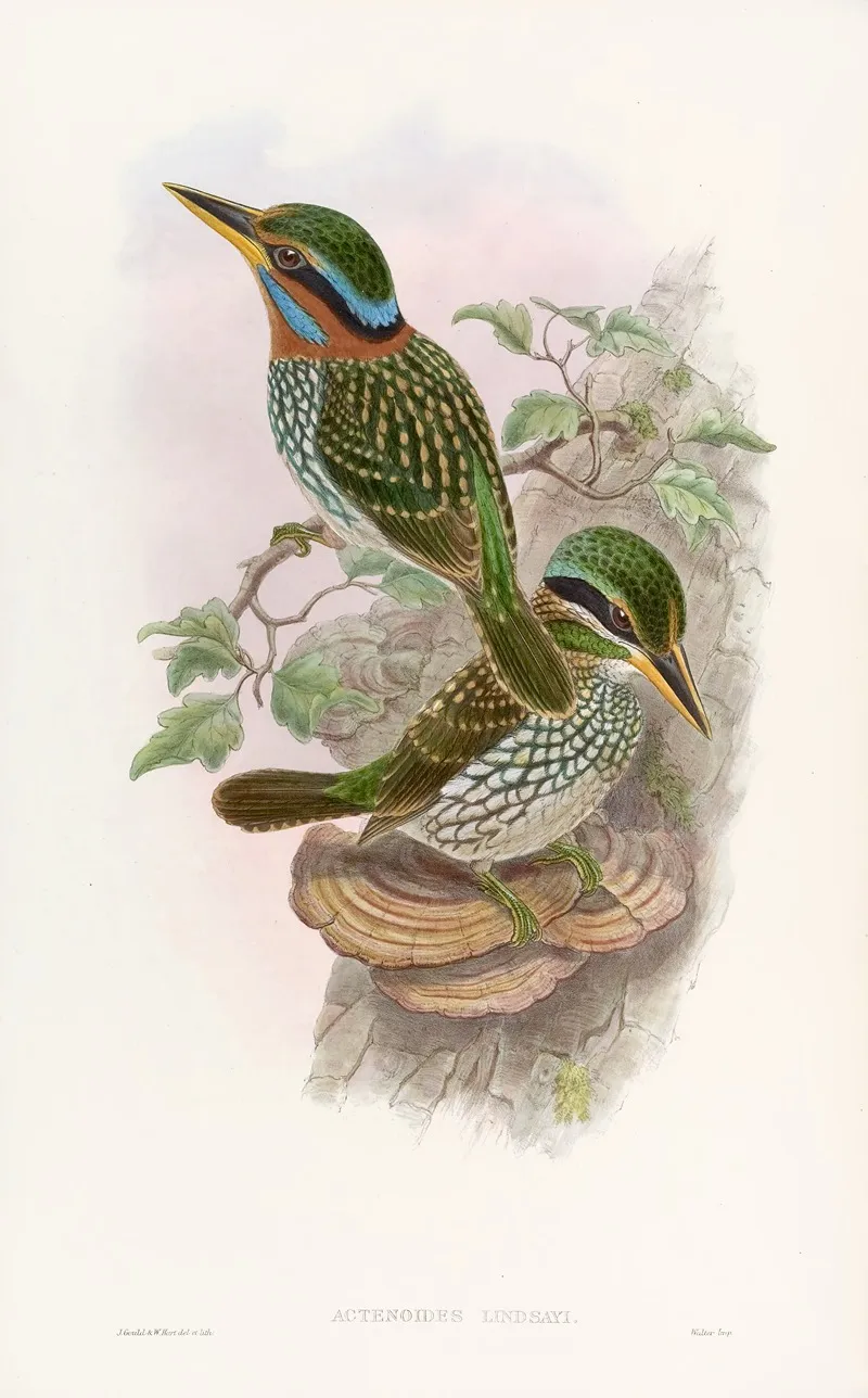 Lindsays Kingfisher Wall Art by John Gould - High-Resolution Digital Print