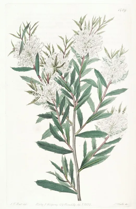 Linear Leaved Hakea Wall Art by Sydenham Edwards - High-Resolution Digital Print