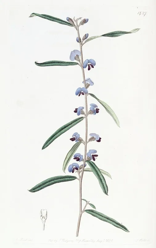 Linear Leaved Lanceolate Hovea Wall Art by Sydenham Edwards - High-Resolution Digital Print