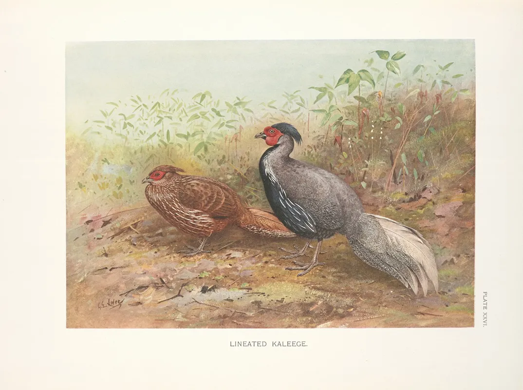 Lineated Lakeege Gennaeus Lineatus Wall Art by George Edward Lodge - High-Resolution Digital Print