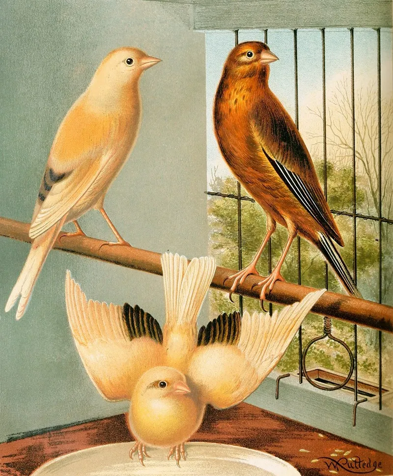 Linnet And Canary Mules Wall Art by W. A . Blakston - High-Resolution Digital Print