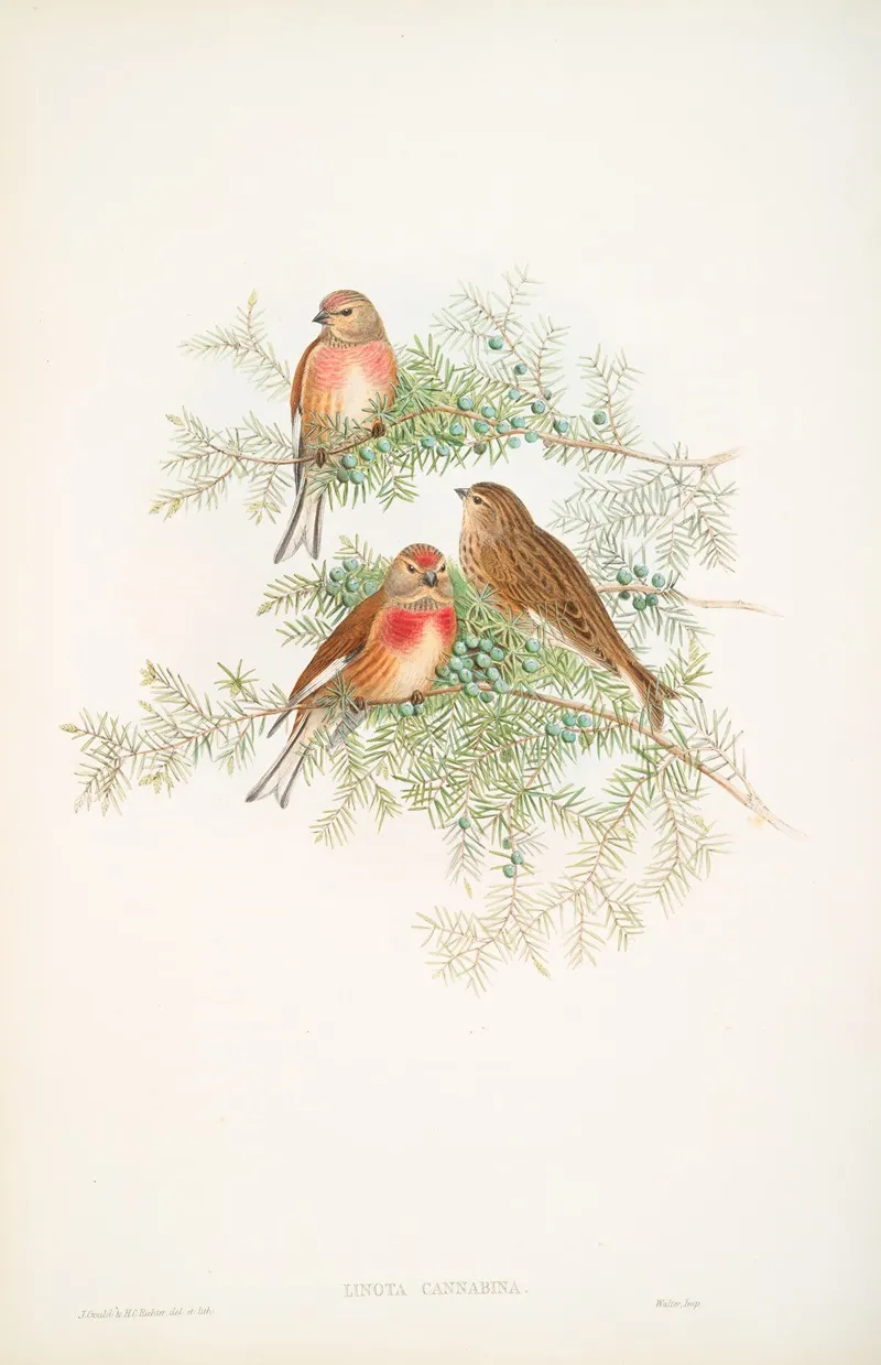 Linota Cannabina Linnet Wall Art by John Gould - High-Resolution Digital Print