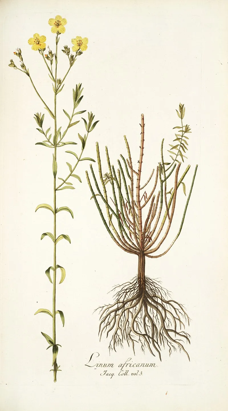 Linum Africanum Wall Art by Nikolaus Joseph Freiherr von Jacquin - High-Resolution Digital Print