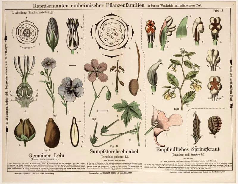 Linum Usitatissimum Geranium Palustre Impatiens Noli Tangere Wall Art by Hermann Zippel - High-Resolution Digital Print