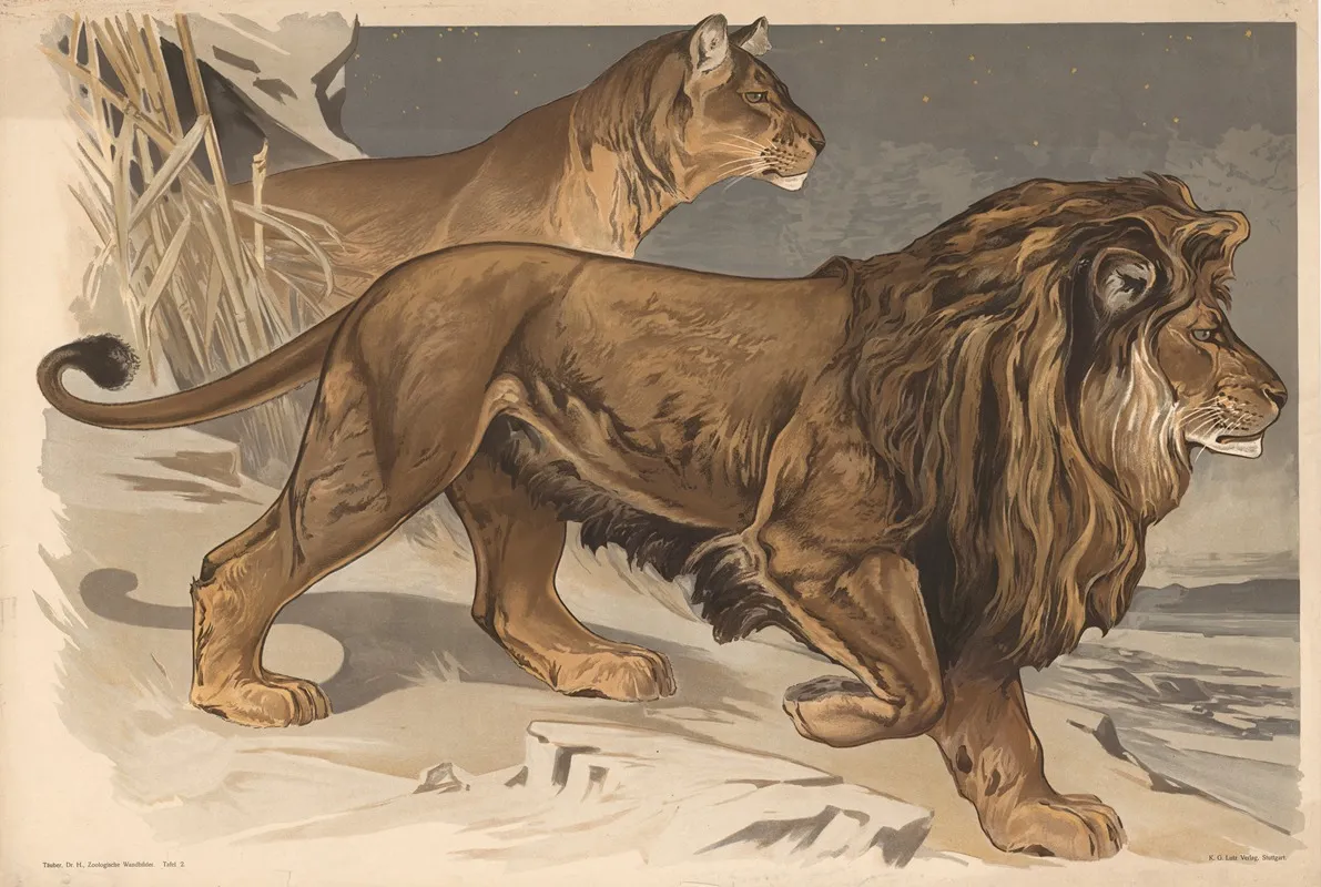 Lion 13 Wall Art by Alfred Fiedler - High-Resolution Digital Print