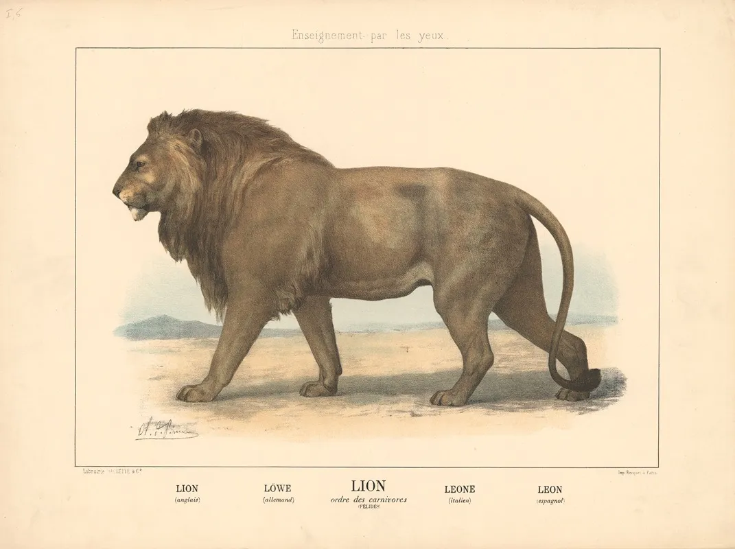 Lion 15