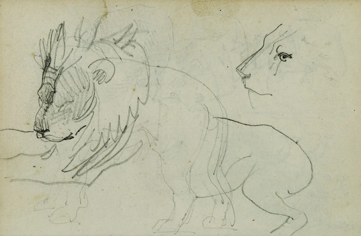 Lion Studies 2