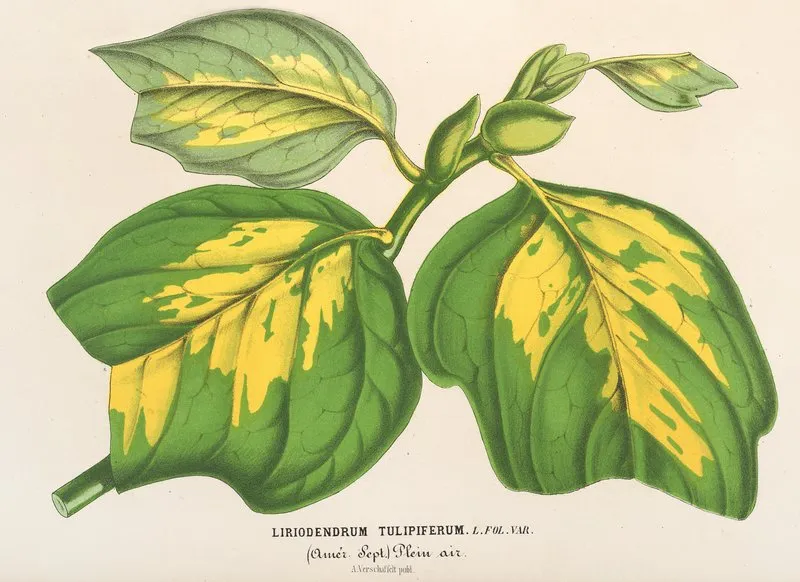 Liriodendrum Tulipiferum Wall Art by Charles Antoine Lemaire - High-Resolution Digital Print