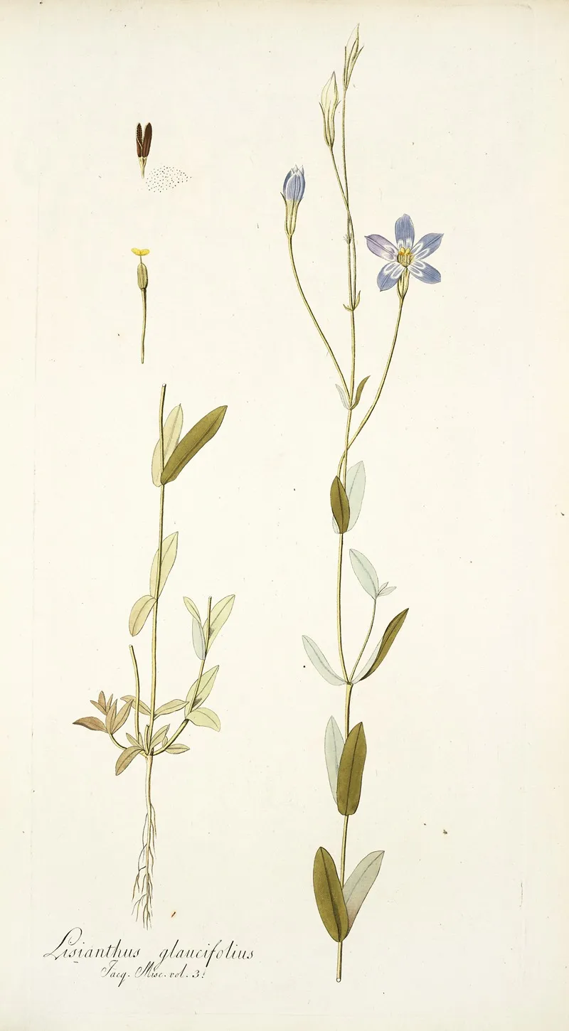Lisianthus Glaucifolius Wall Art by Nikolaus Joseph Freiherr von Jacquin - High-Resolution Digital Print