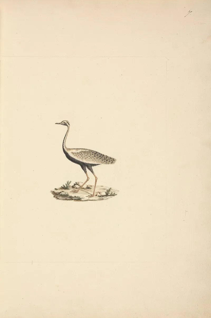 Lissotis Hartlaubii Hartlaubs Bustard