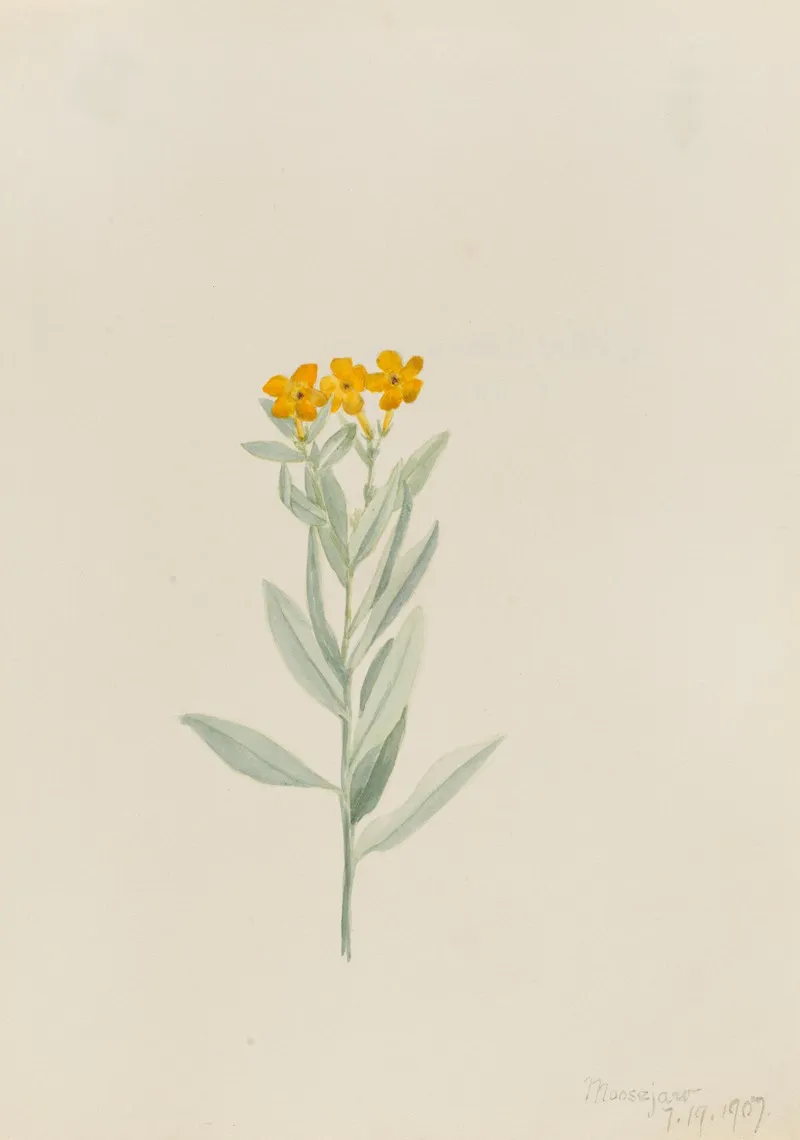 Lithospermum Canescens