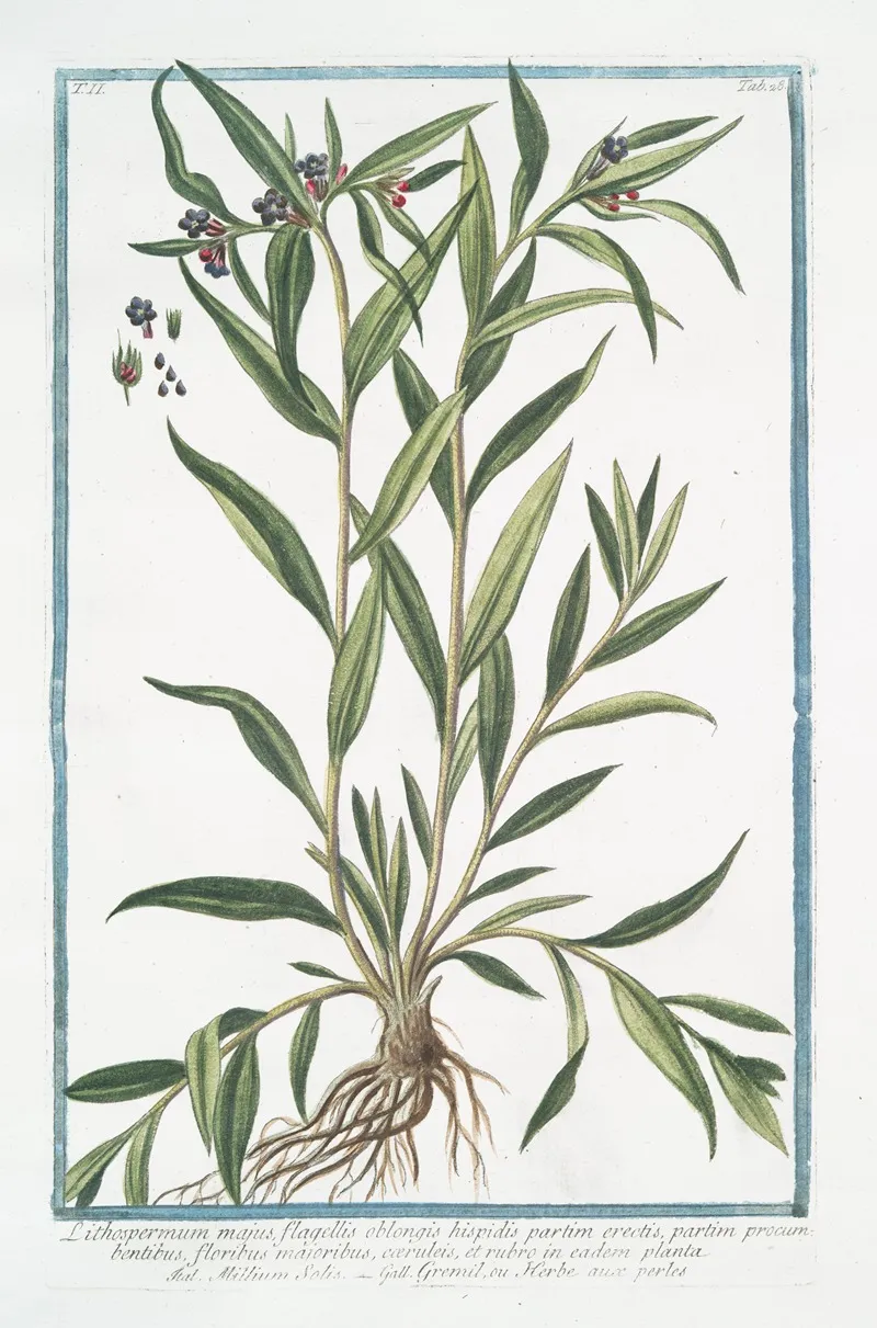 Lithospermum Majus Flagellis Oblongis Hispidis Partim Erectis Partim Procumbentibus Floribus Majoribus Caeruleis En Eadem Palnta Millium Solis Gremil Ou Herbe Aux Perles Puccoon
