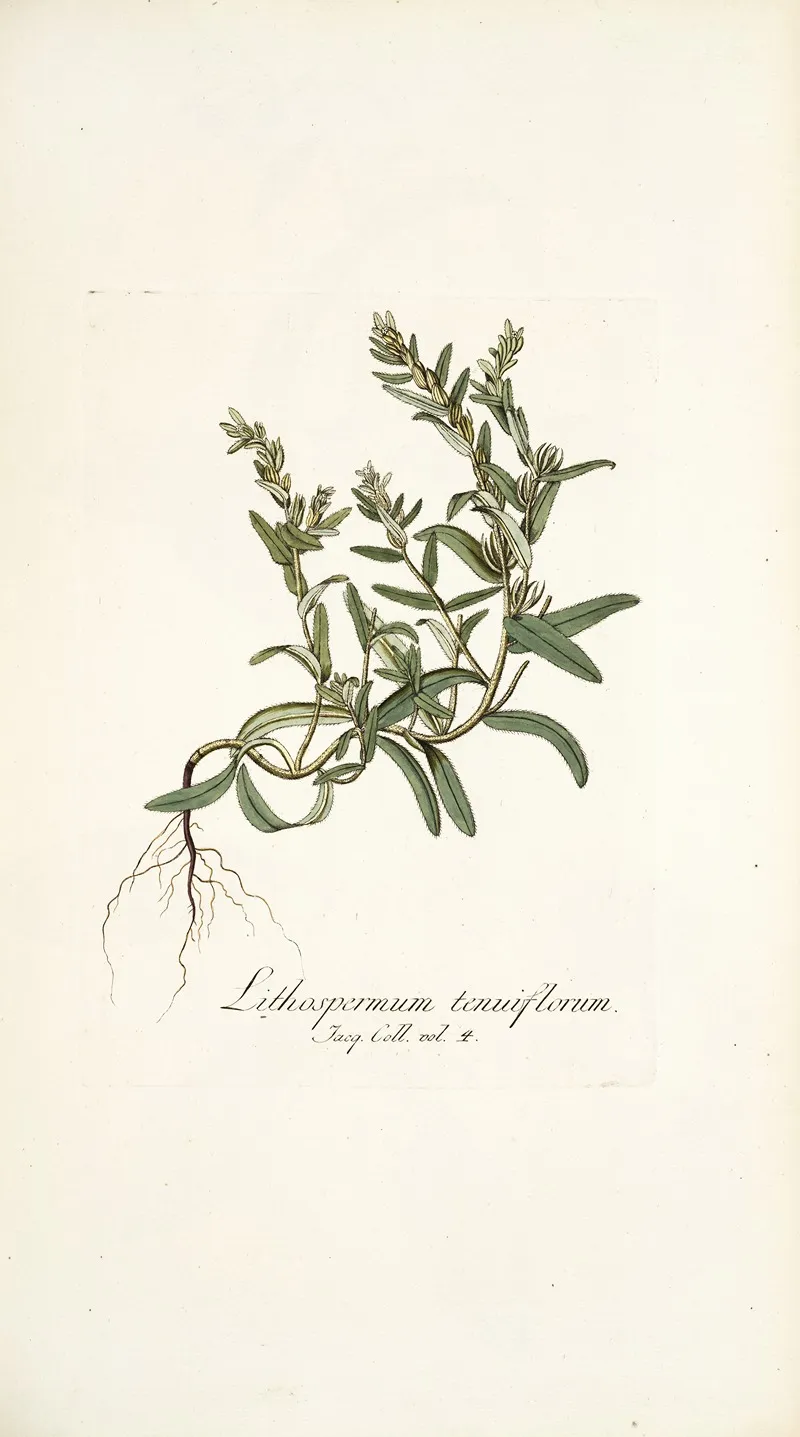 Lithospermum Tenuiflorum Wall Art by Nikolaus Joseph Freiherr von Jacquin - High-Resolution Digital Print