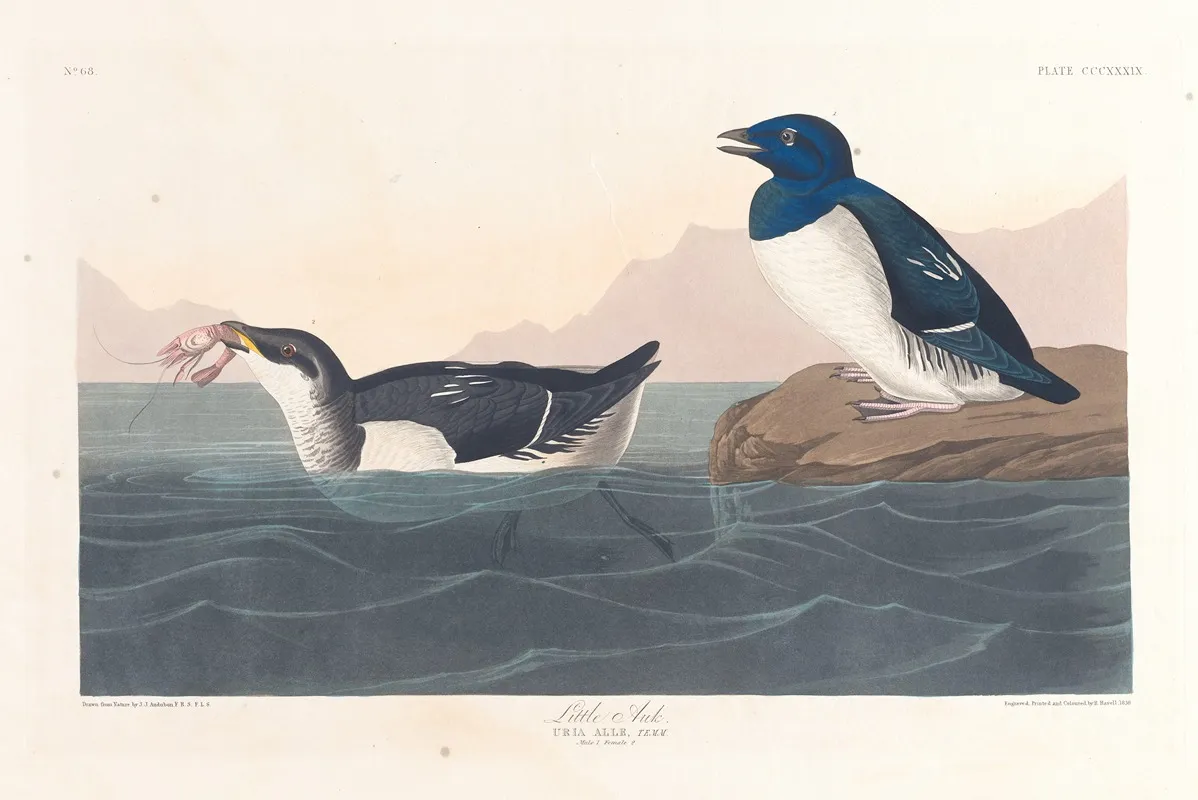 Little Auk Wall Art by John James Audubon - High-Resolution Digital Print