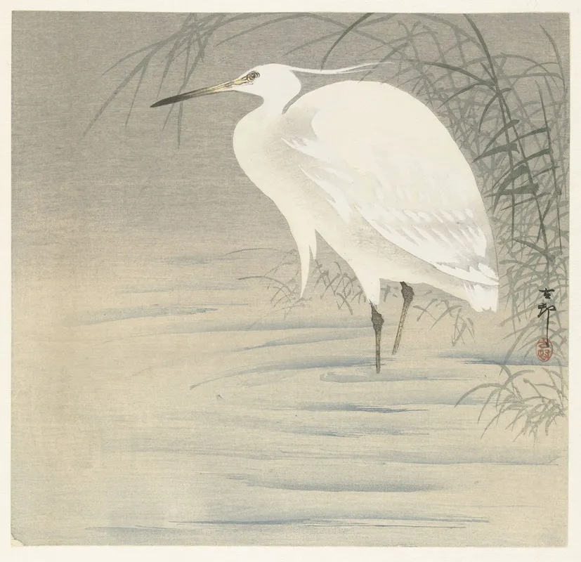 Little Egret