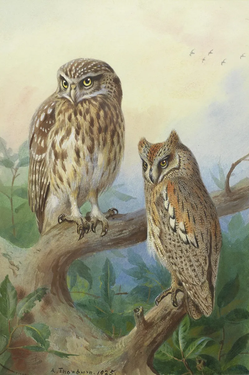 Little Owl And Scops Owl Wall Art by Archibald Thorburn - High-Resolution Digital Print
