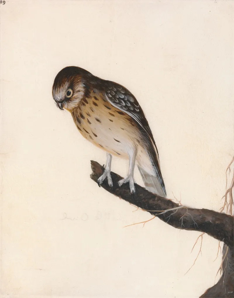 Little Owl Wall Art by William Lewin - High-Resolution Digital Print