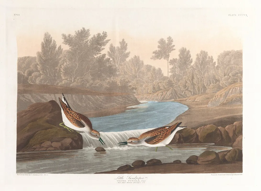 Little Sandpiper Wall Art by John James Audubon - High-Resolution Digital Print