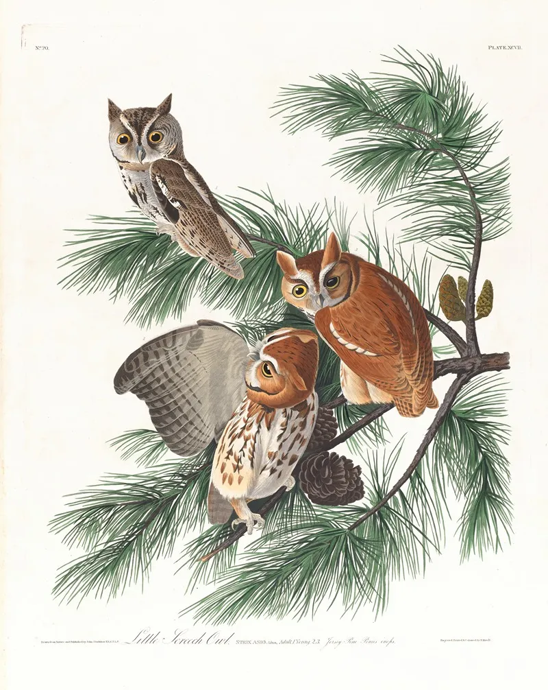 Little Screech Owl Wall Art by John James Audubon - High-Resolution Digital Print