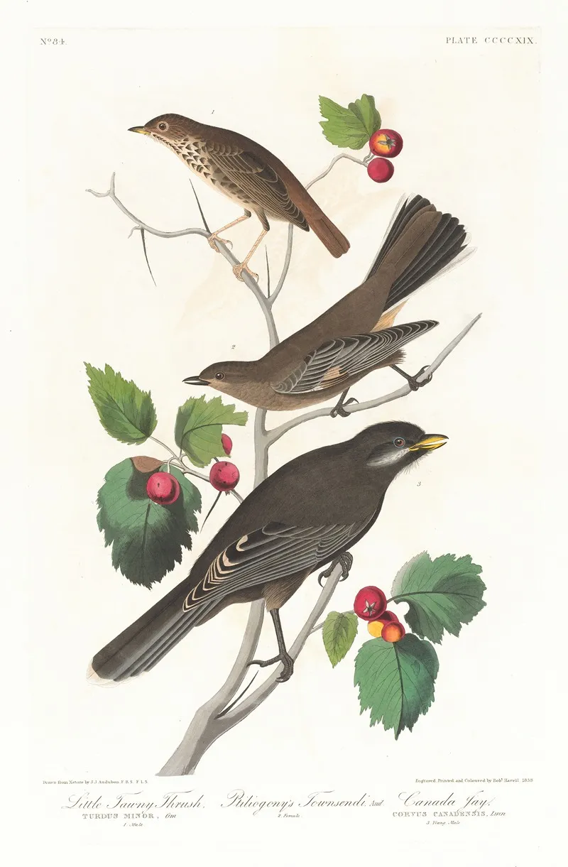 Little Tawny Thrush Wall Art by John James Audubon - High-Resolution Digital Print