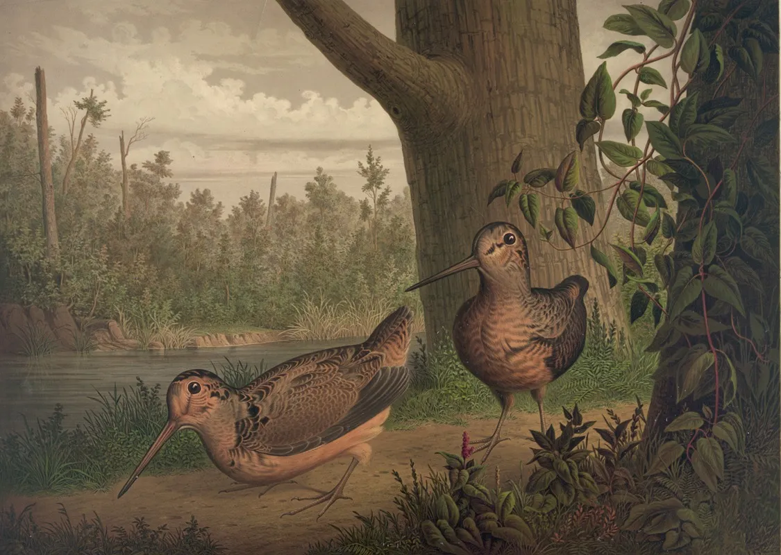 Live Woodcock