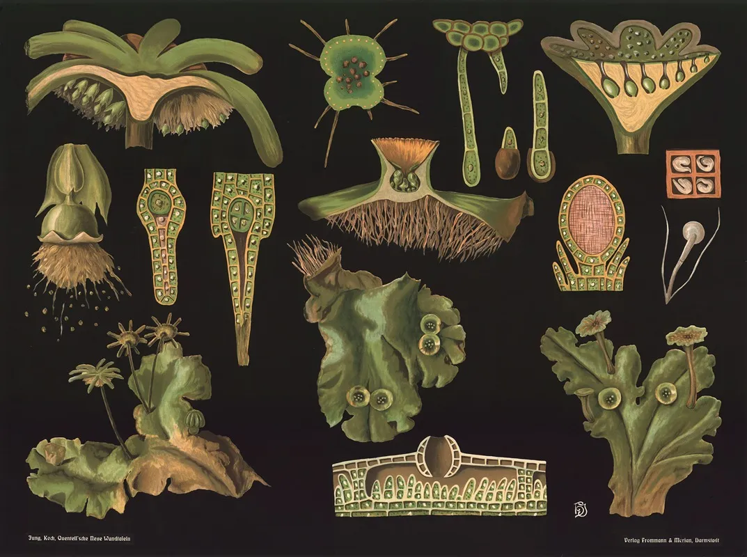 Liverwort Marchantia Polymorpha Wall Art by Gottlieb von Koch - High-Resolution Digital Print