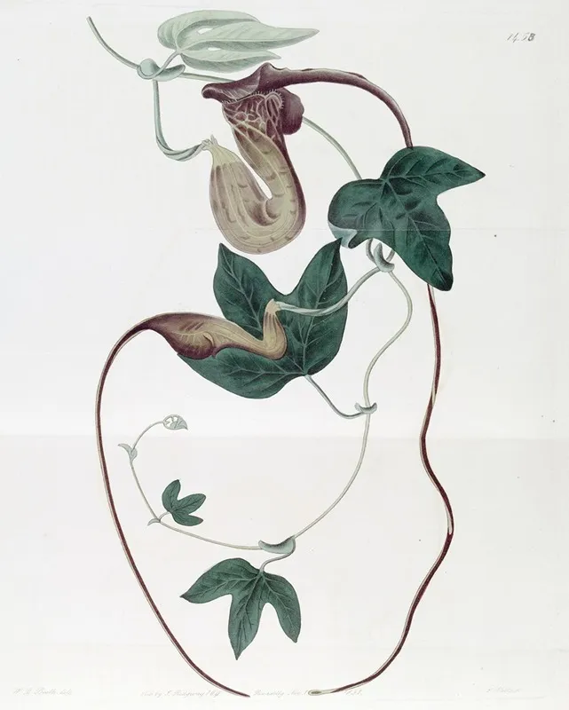 Livid Flowered Birthwort Wall Art by Sydenham Edwards - High-Resolution Digital Print
