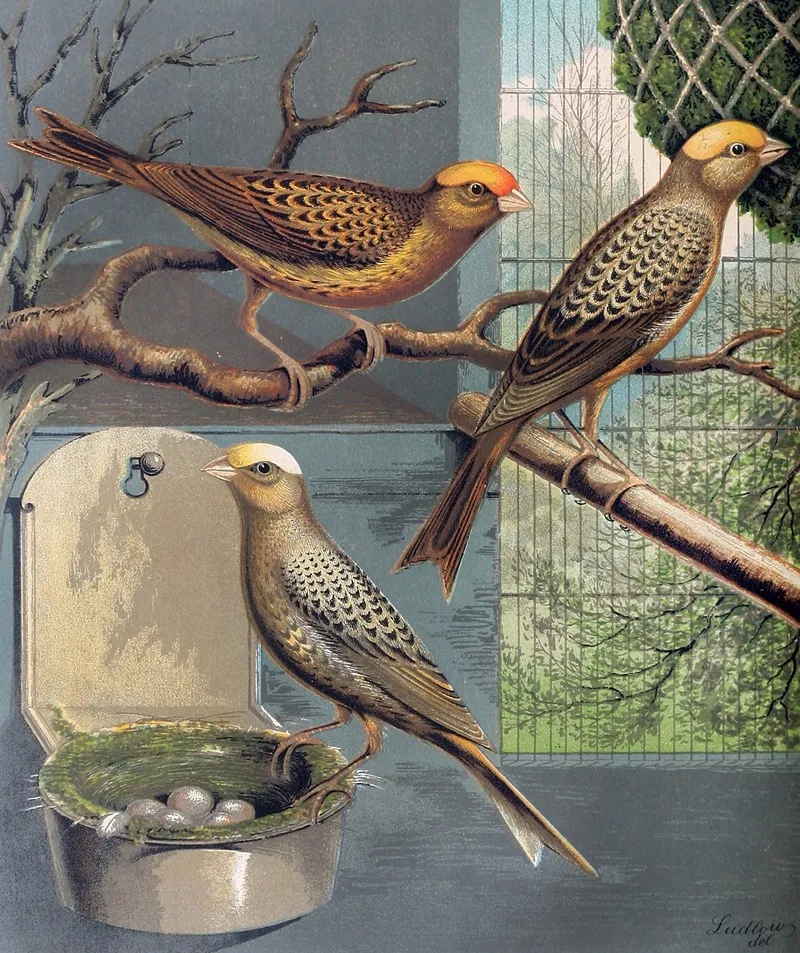 Lizard Canaries 2 Wall Art by W. A . Blakston - High-Resolution Digital Print