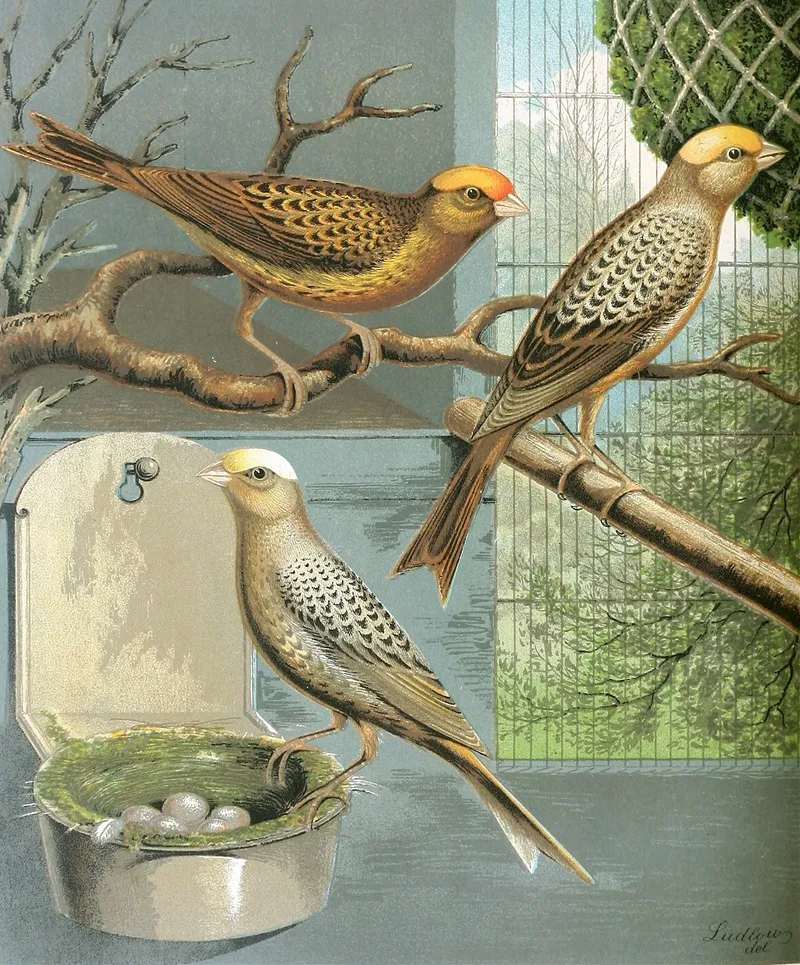 Lizard Canaries Wall Art by W. A . Blakston - High-Resolution Digital Print