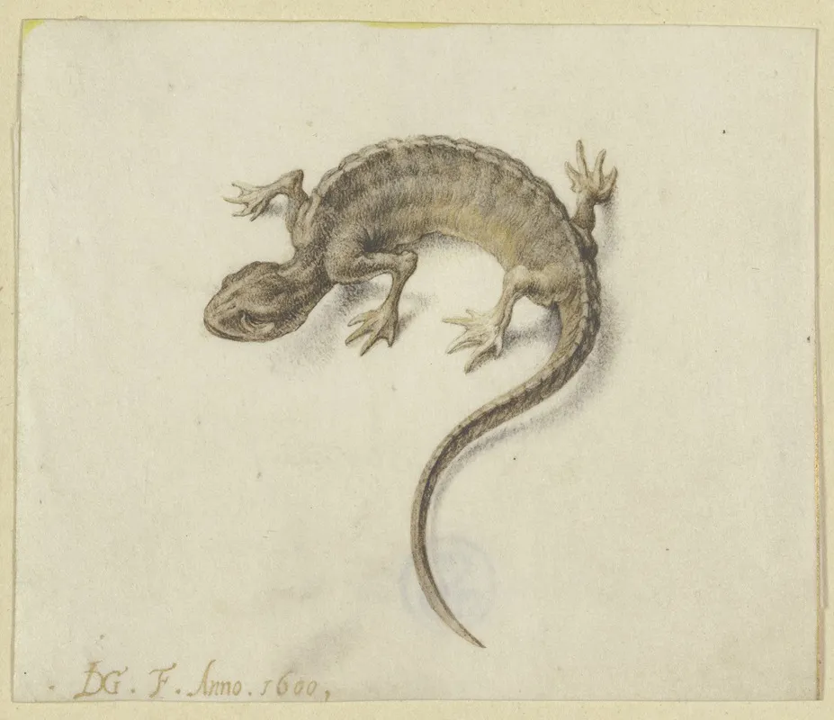 Lizard