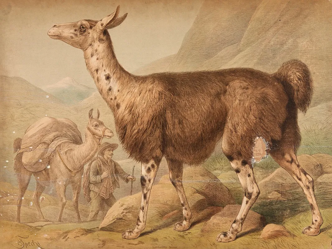 Llama Auchenia Lama Wall Art by Friedrich Specht - High-Resolution Digital Print