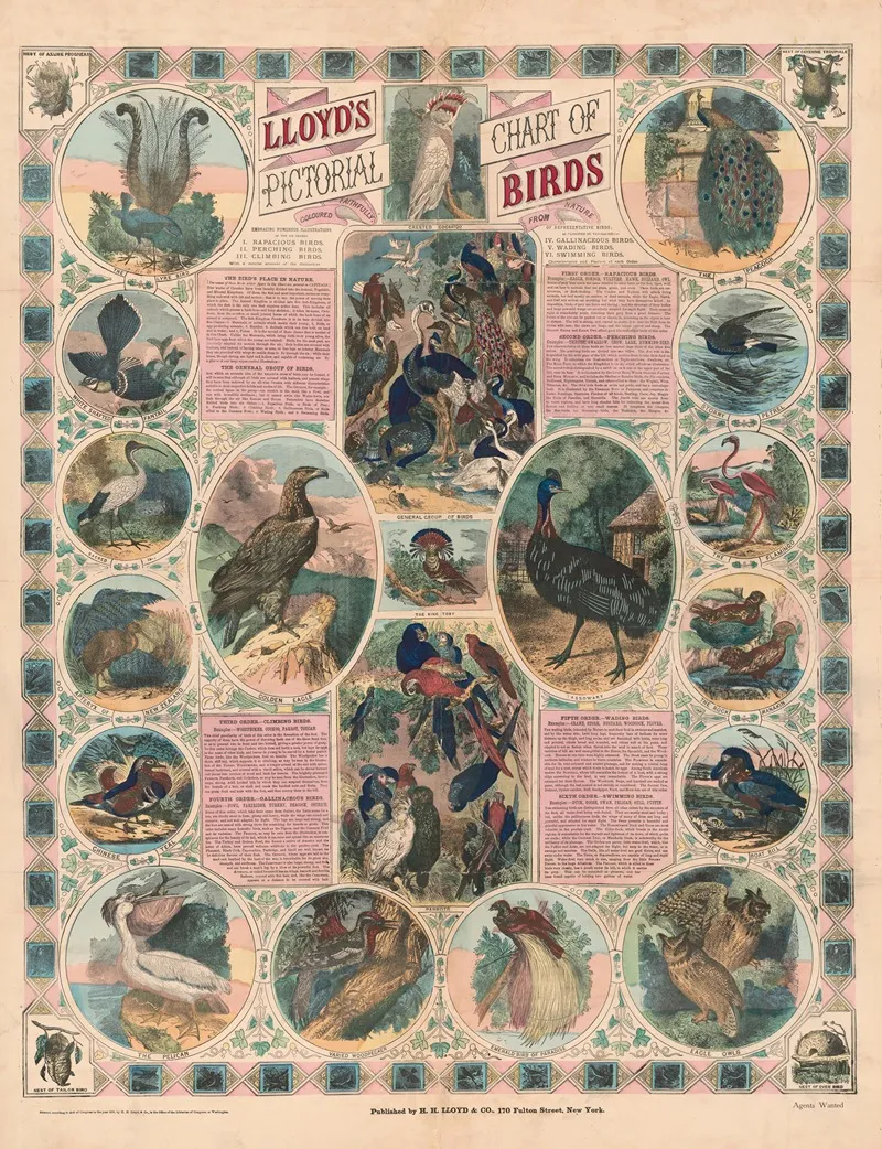 Lloyds Pictorial Chart Of Birds Wall Art by H.H. Lloyd & Co. - High-Resolution Digital Print