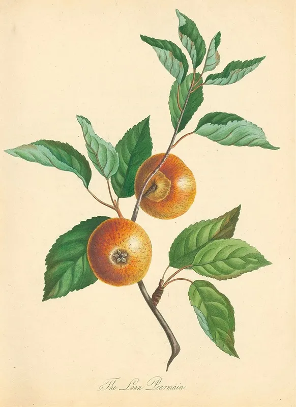 Loan Pearmain Wall Art by Thomas Andrew Knight - High-Resolution Digital Print
