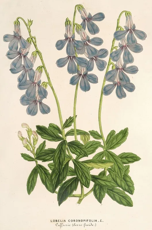 Lobelia Coronopifolia Wall Art by Charles Antoine Lemaire - High-Resolution Digital Print