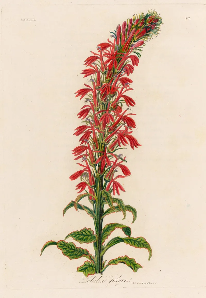 Lobelia Fulgens Wall Art by Gaetano Savi - High-Resolution Digital Print