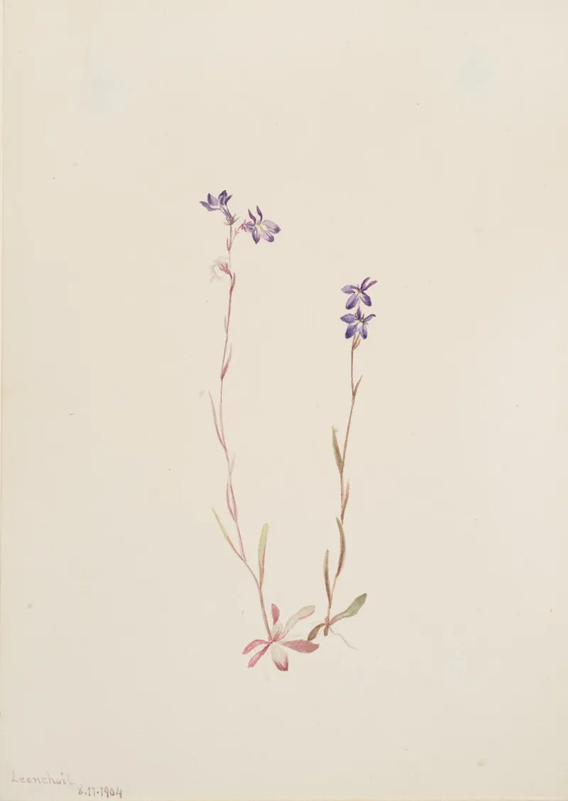 Lobelia Kalmii