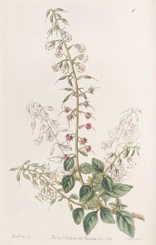 Lobelia Like Loose Strife Wall Art by Sydenham Edwards - High-Resolution Digital Print