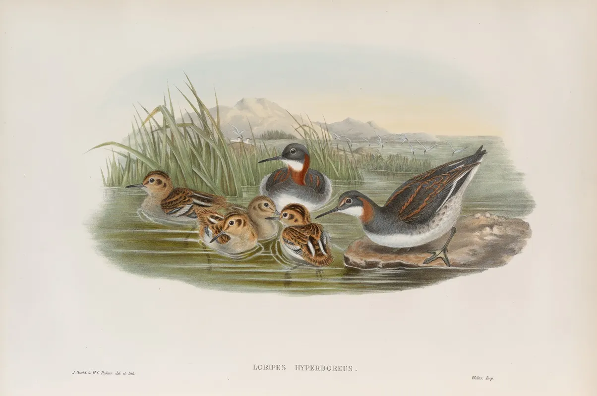 Lobipes Hyperboreus Red Necked Phalarope Wall Art by John Gould - High-Resolution Digital Print