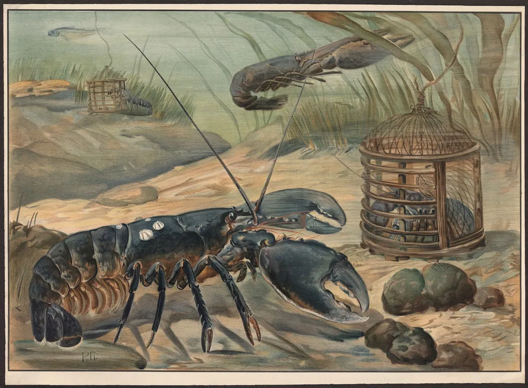 Lobster 2 Wall Art by Paul Flanderky - High-Resolution Digital Print