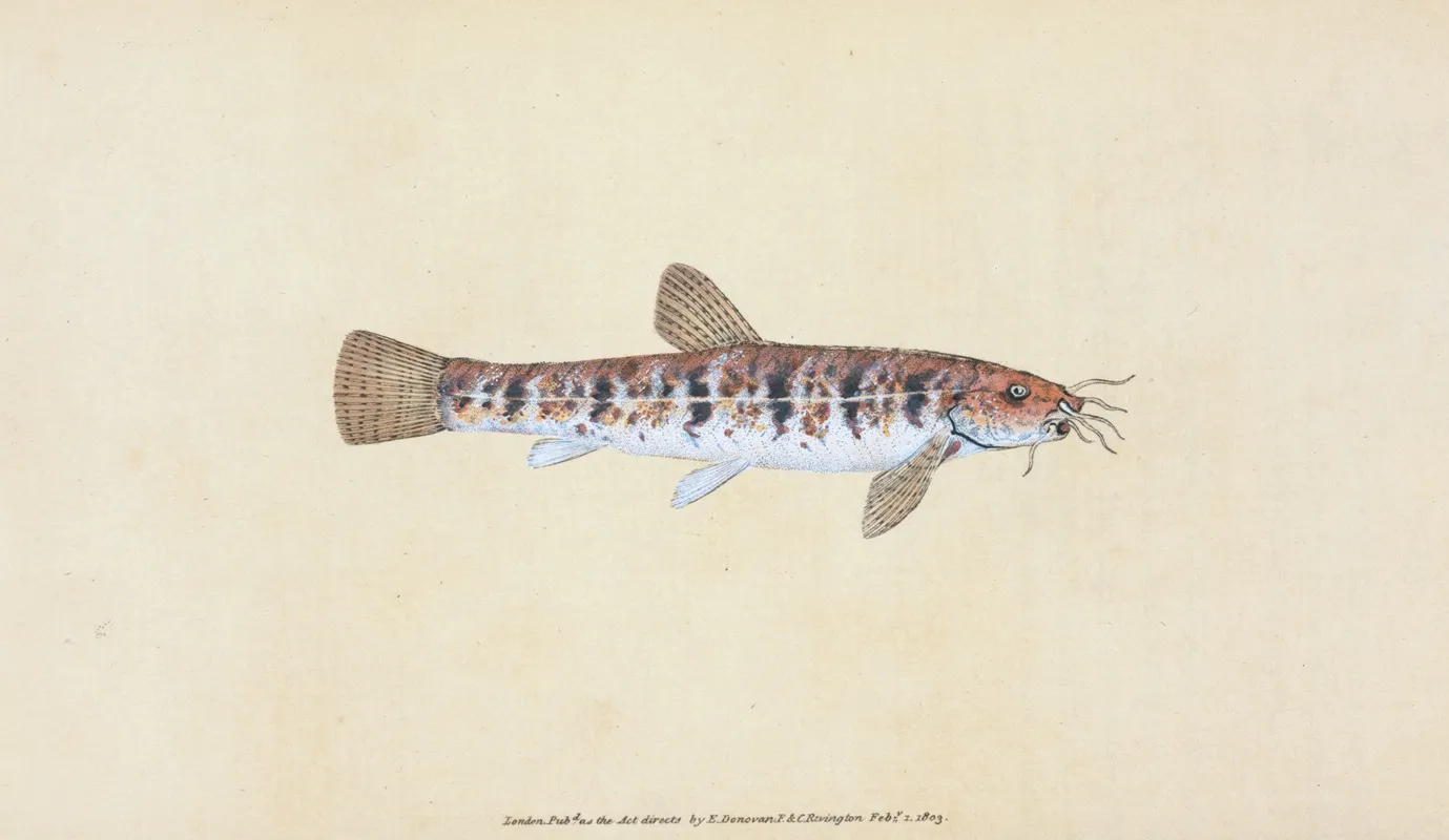 Loche Cobitis Barbatula Wall Art by Edward Donovan - High-Resolution Digital Print