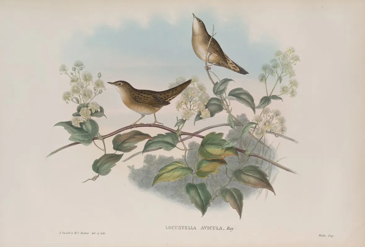 Locustella Avicula Grasshopper Warbler Wall Art by John Gould - High-Resolution Digital Print