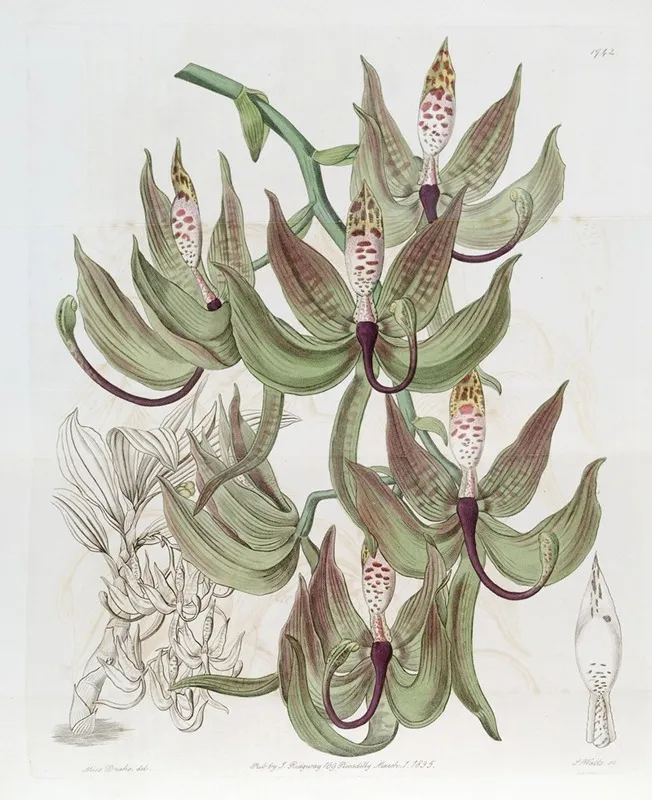 Loddiges Swanwort Wall Art by Sydenham Edwards - High-Resolution Digital Print