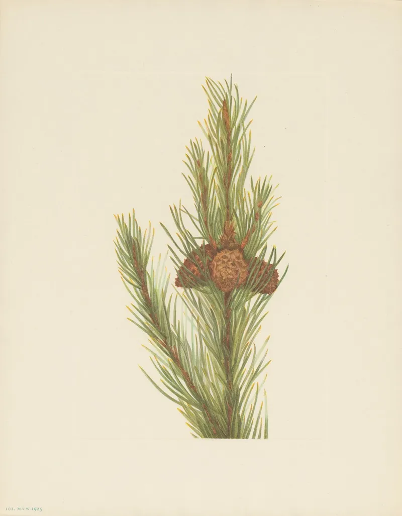Lodgepole Pine Pinus Contorta Murrayana 3