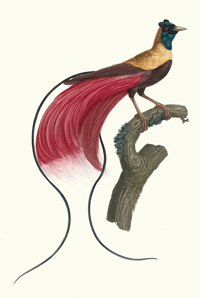Loiseau De Paradis Rouge Wall Art by Jacques Barraband - High-Resolution Digital Print