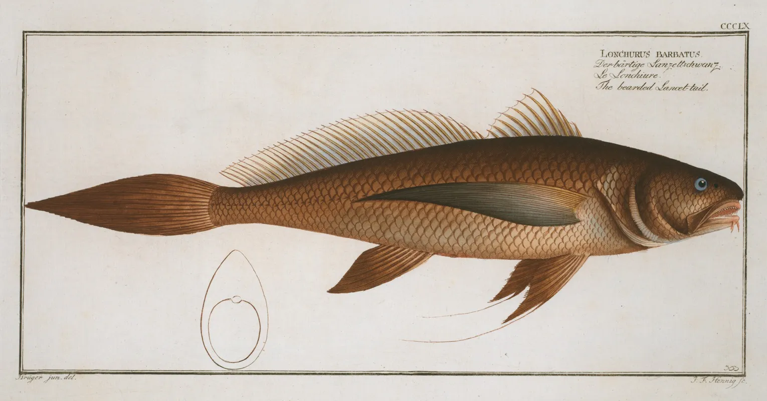 Lonchurus Barbatus The Bearded Lancet Tail Wall Art by Marcus Elieser Bloch - High-Resolution Digital Print