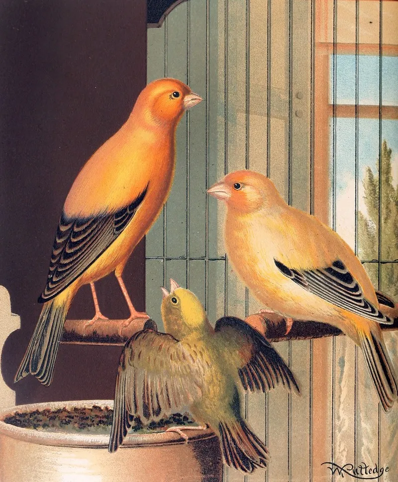 London Fancy Canaries 2 Wall Art by W. A . Blakston - High-Resolution Digital Print