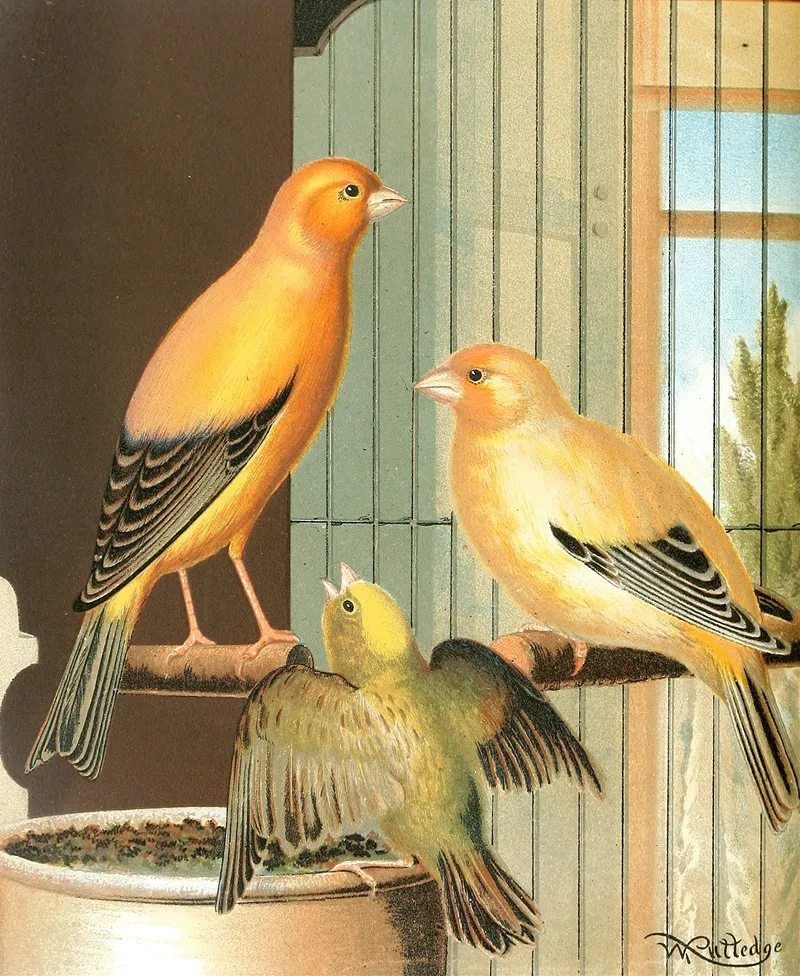 London Fancy Canaries Wall Art by W. A . Blakston - High-Resolution Digital Print