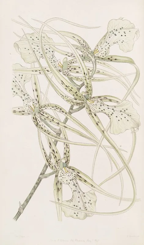 Long Armed Brassia Wall Art by Sydenham Edwards - High-Resolution Digital Print