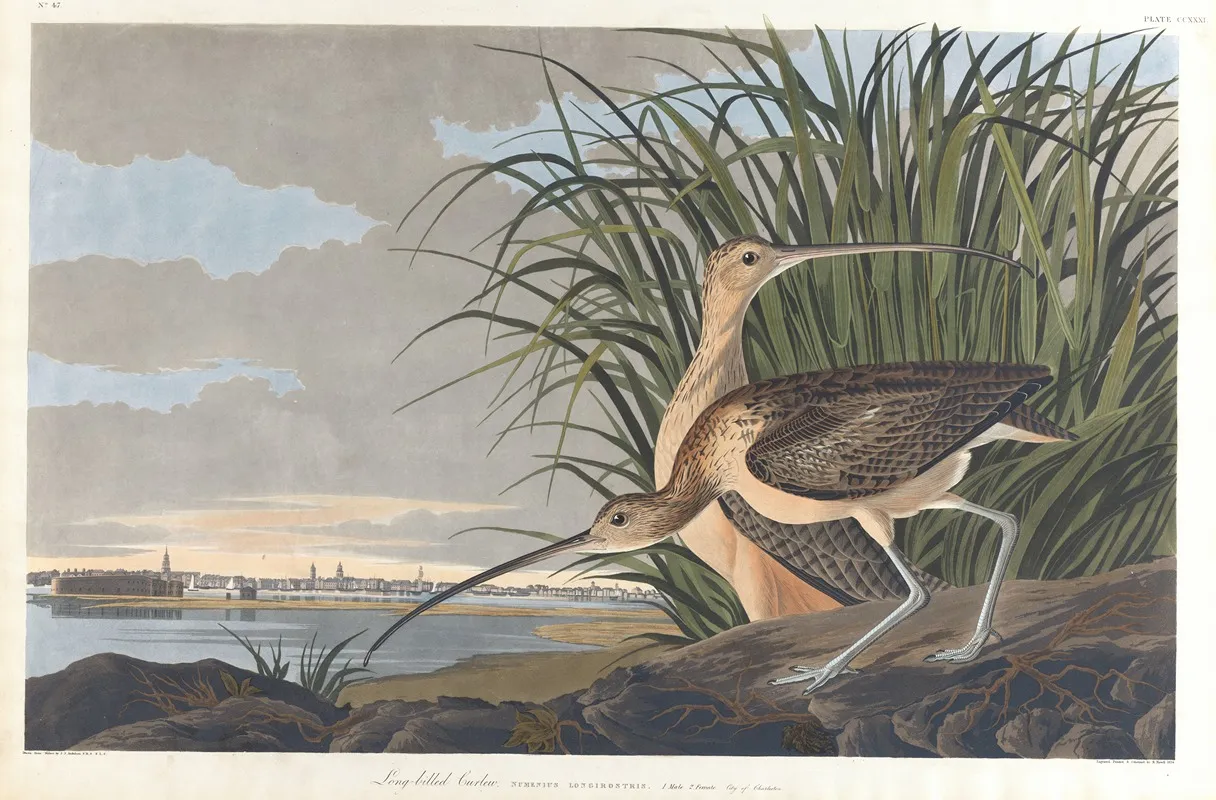 Long Billed Curlew Wall Art by John James Audubon - High-Resolution Digital Print