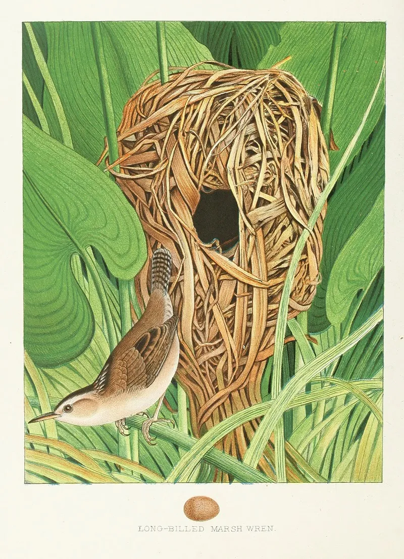 Long Billed Marsh Wren Wall Art by Edwin L. Sheppard - High-Resolution Digital Print